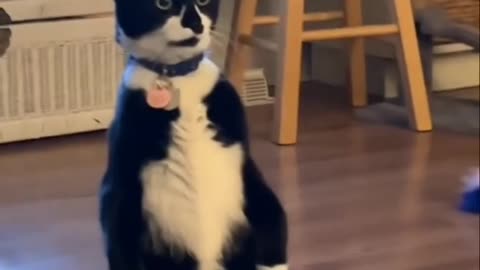 black cat stands on 2 legs making ban ancient cat call