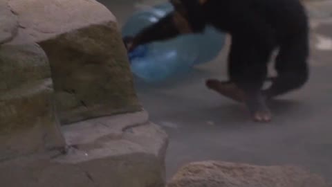 A new toy for little monkey