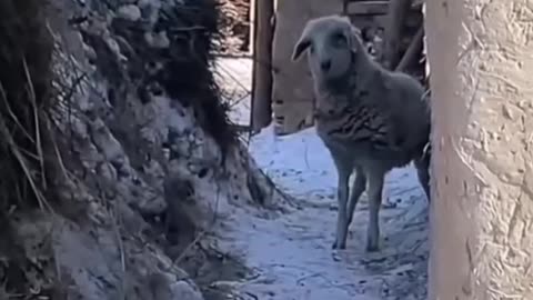 HEARTWARMING ANGRY MOMENT OF ANIMALS