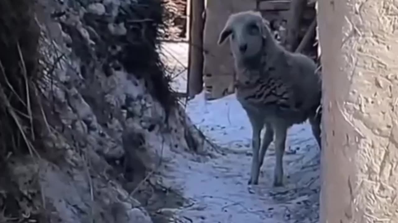 HEARTWARMING ANGRY MOMENT OF ANIMALS