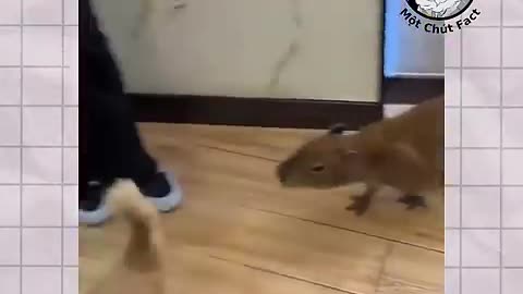 Mức độ TỨC GIẬN của CAPYBARA