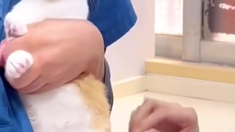 Cat 🐈 Health very Serious