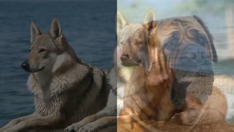 Top 10 most dangerous dog breeds in the world