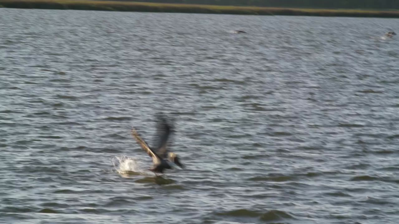 Pelicans in Georgia