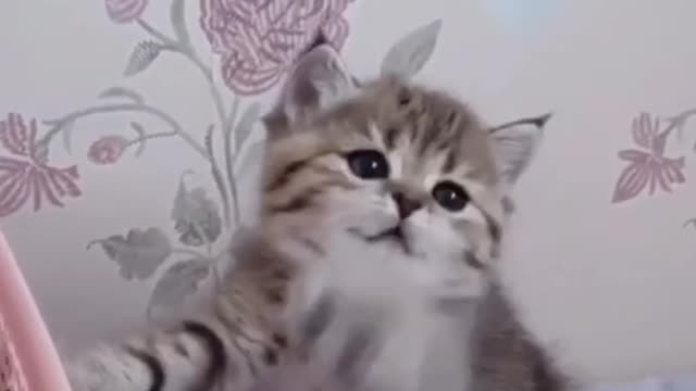 Super smart and funny cat video