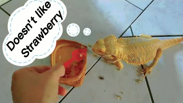 Lunch for my Bearded Dragon 鬃狮蜥 喂食 宠物蜥蜴| Cute animal/pet/lizard