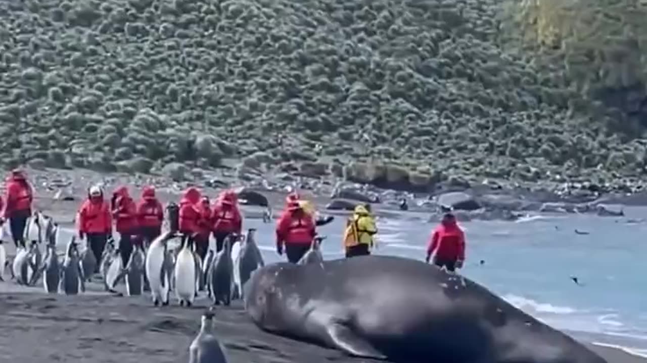 Seal The Size Of A Killer Whale
