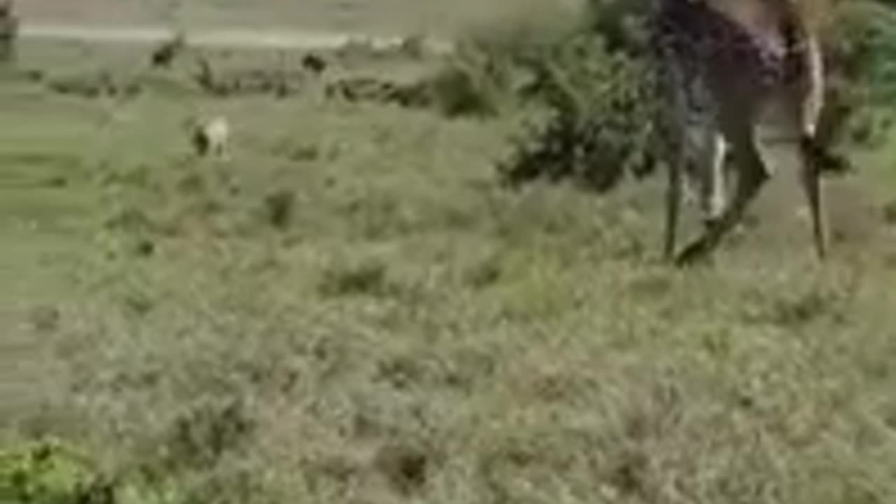 The Game is On #shorts #viral #shortsvideo #video