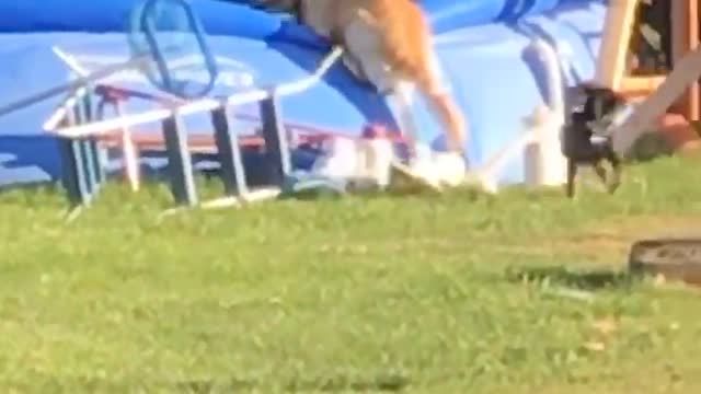 Dog Saves Puppy Pal From Pool