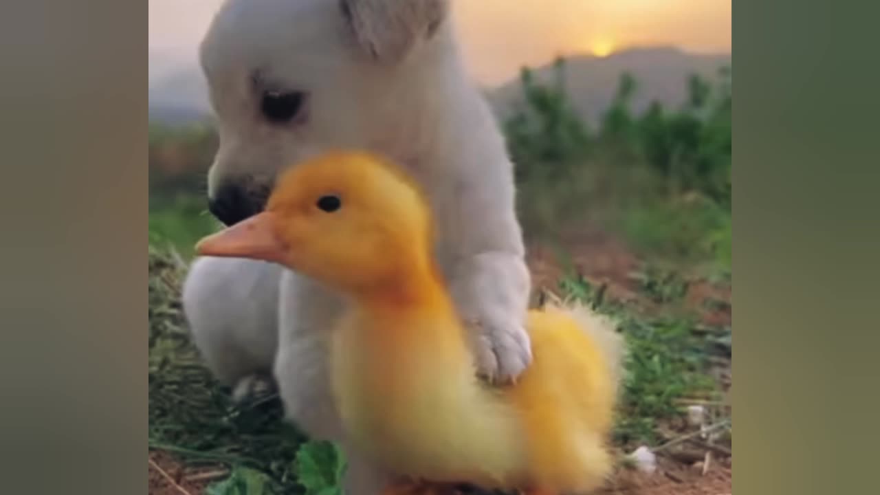 Dogs Funny Video - Animal Dog Videos - Parrot Video