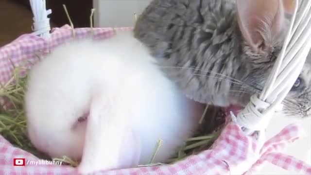 Easter Bunny & Chinchilla Surprise!