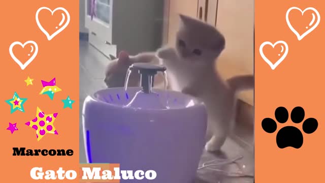 these cats are crazy 🐱