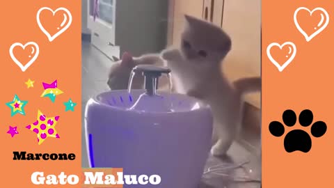 these cats are crazy 🐱