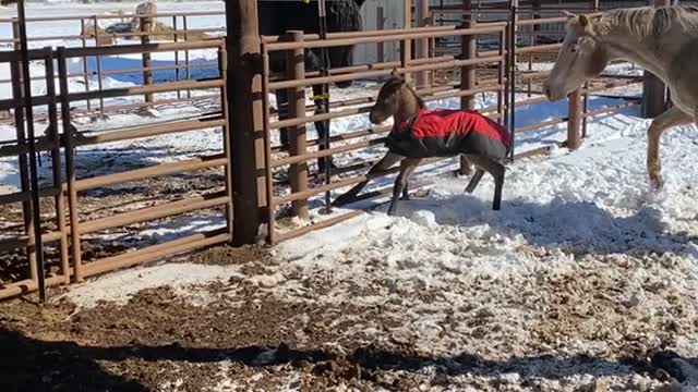 Two Day Old Colt's First Time Out of the Barn