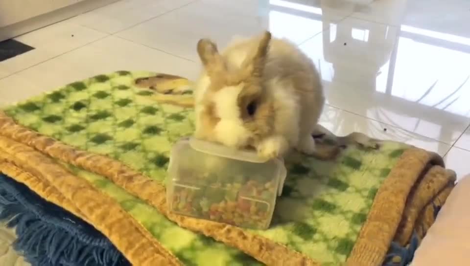 Rabbits are actually very smart