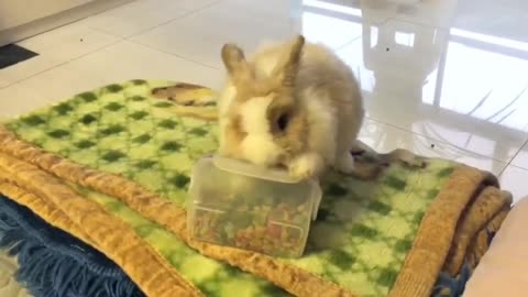 Rabbits are actually very smart