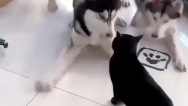 Cat vs Husky😂