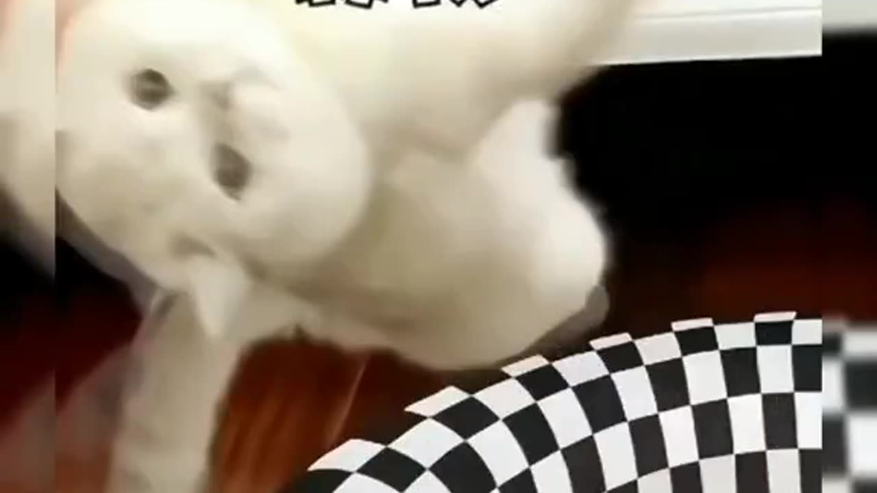 Cat funny video