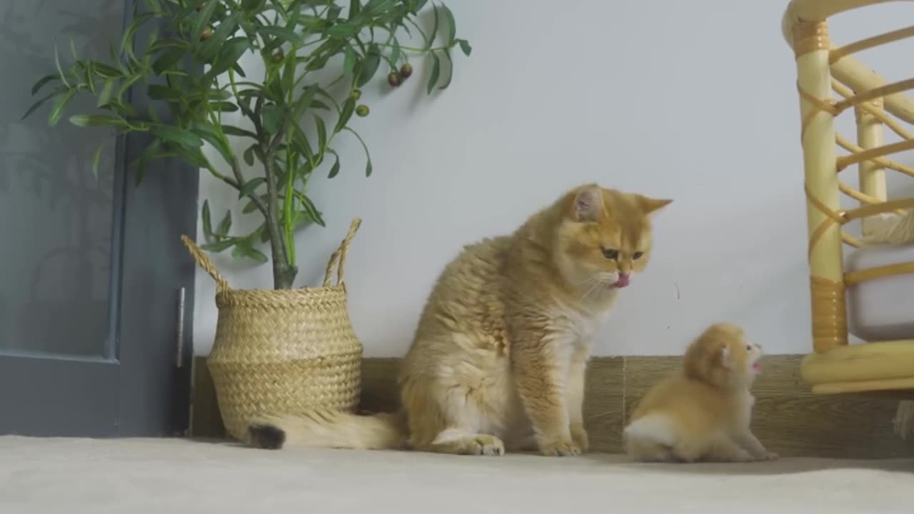 Funny Cats Compilation #3