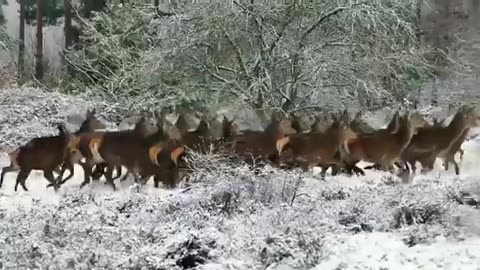 Natural beauty of animals, and their life style