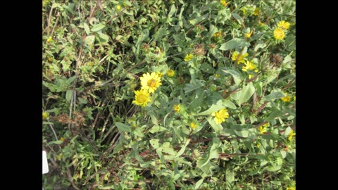 Roadside Weed Gumweed Sept 2022