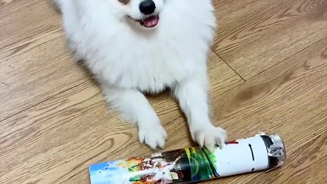 NicoOh! My eyes are all green!#fyp #Nico #funny #dogoftiktok #sorrymom