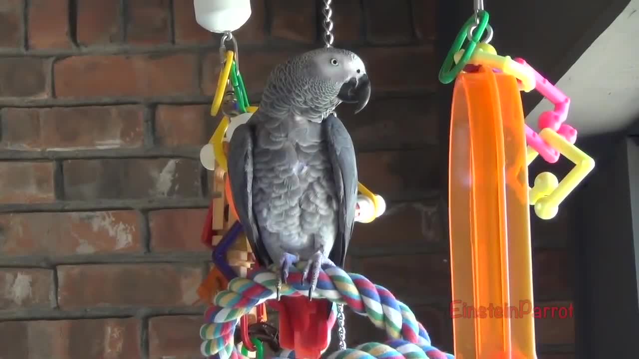 Einstein Parrot can talk better than most humansp13