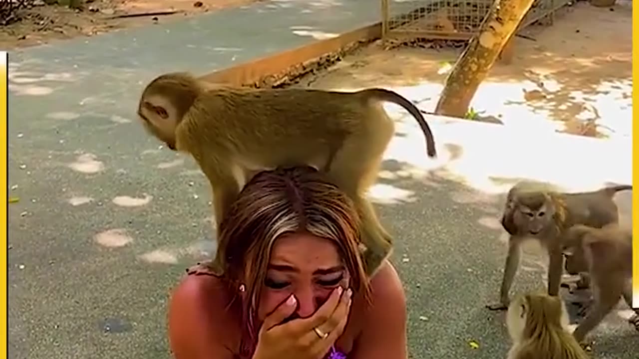 Funny Animals Video