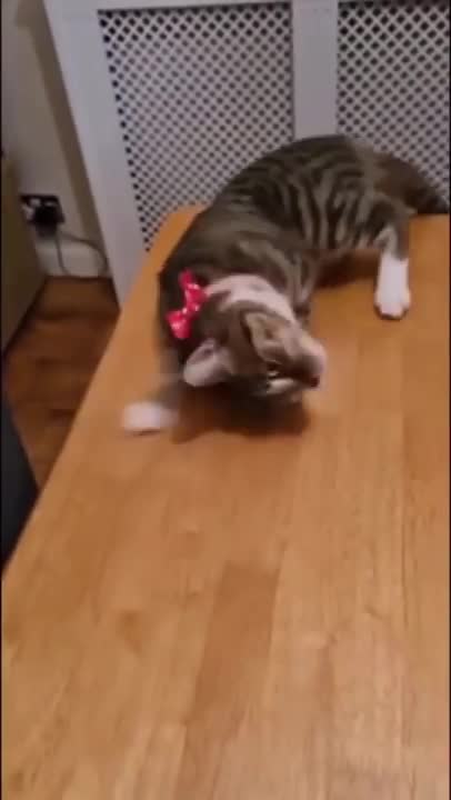 FUNNIEST ANIMALS 2022