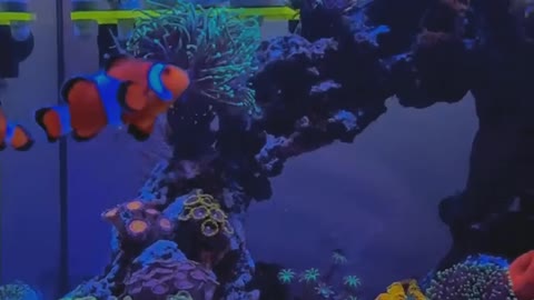 marine fish aquarium