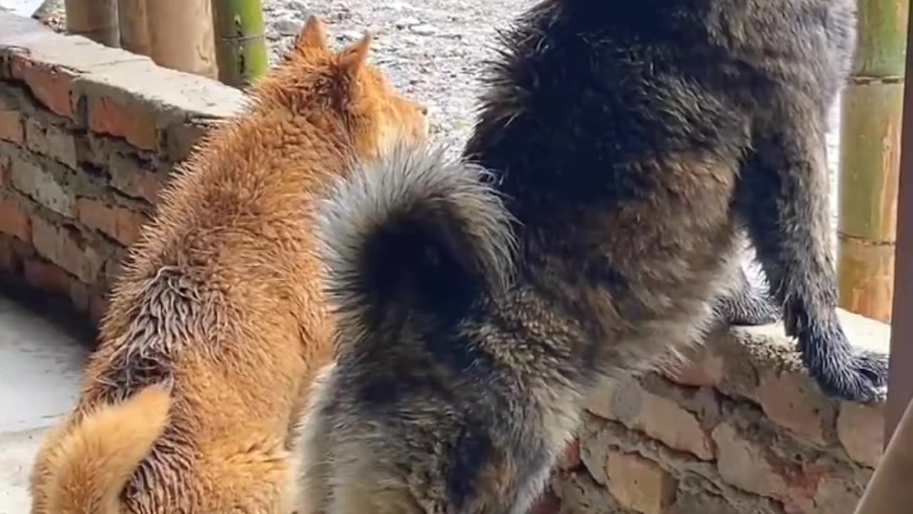 Such a cute little furry boy is cute and not like words