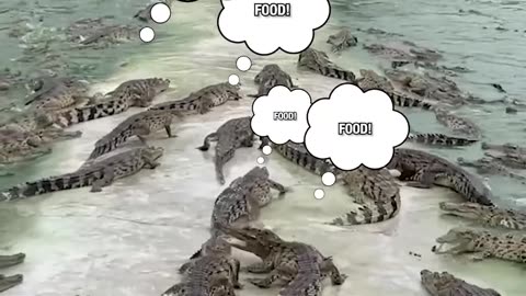 Man feeds 100s of crocodiles