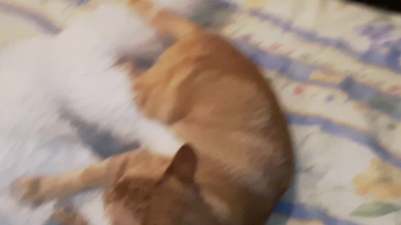 Funny Cats playing 2023