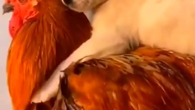 Dogs and chickens are always joking around