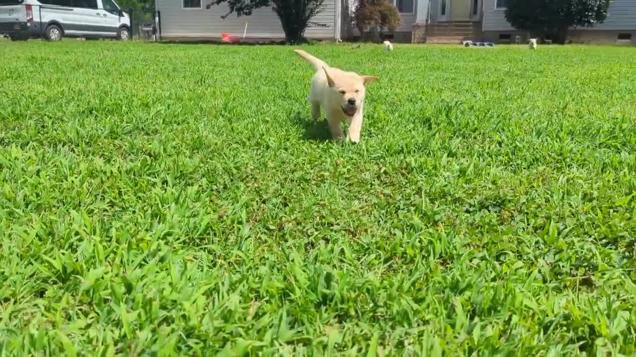 Future Service Dogs!