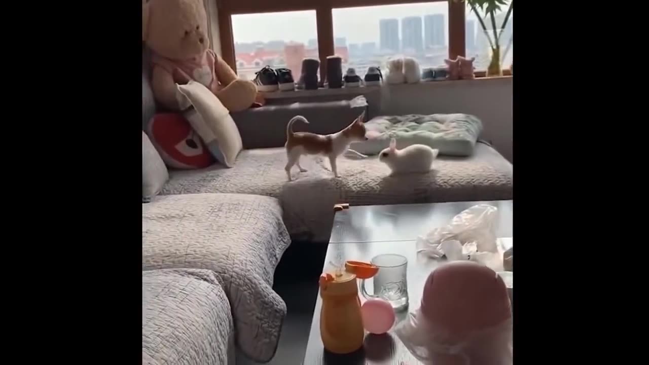 Funny moments cat and dog