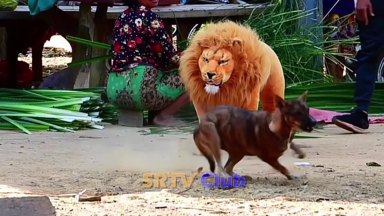 Lion prank with dogs 😁😁