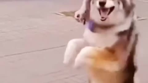 Dancing Dog #10