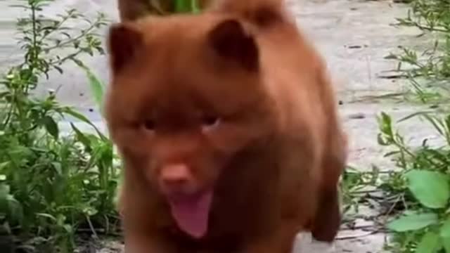 2021 Funny Dog HD videos | we love dogs - 56