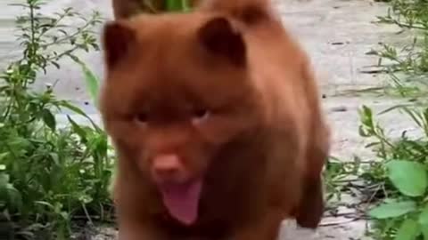 2021 Funny Dog HD videos | we love dogs - 56