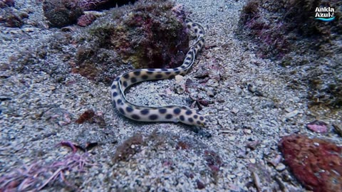 Tiger snake eel