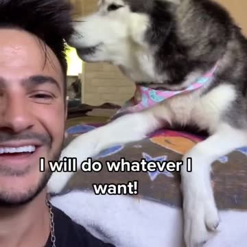 HUSKY NOT ALLOWED TO HAVE A BOY FRIEND.mp4