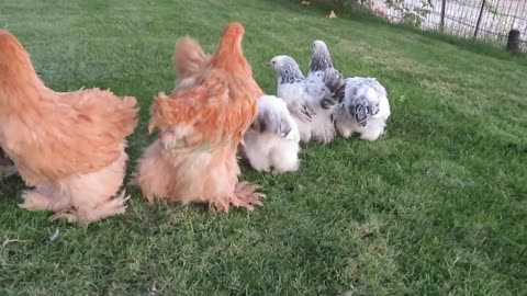 Buff silkie chicks (1)