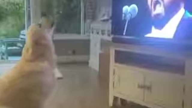 Dog's response after hearing his favorite song and artist.