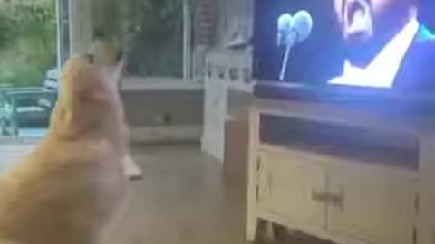 Dog's response after hearing his favorite song and artist.