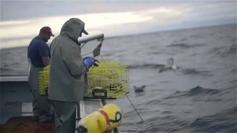 Lobster Fishing in New Brunswick