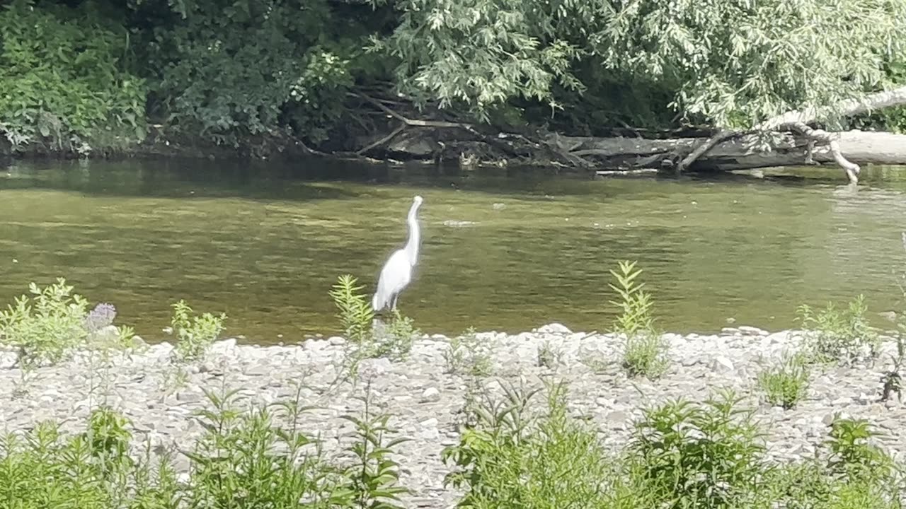 Great White Egrets