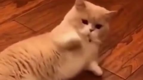 FUNNY CAT VIDEO