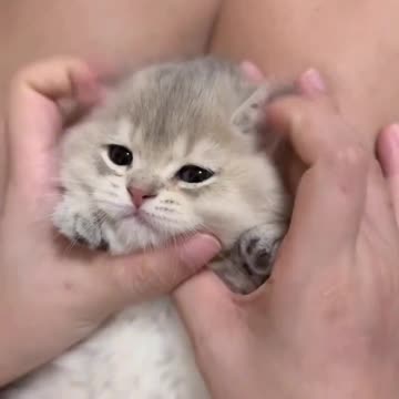 Little Kittens Enjoying at home