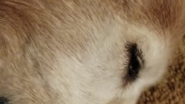 Jack's Contentment